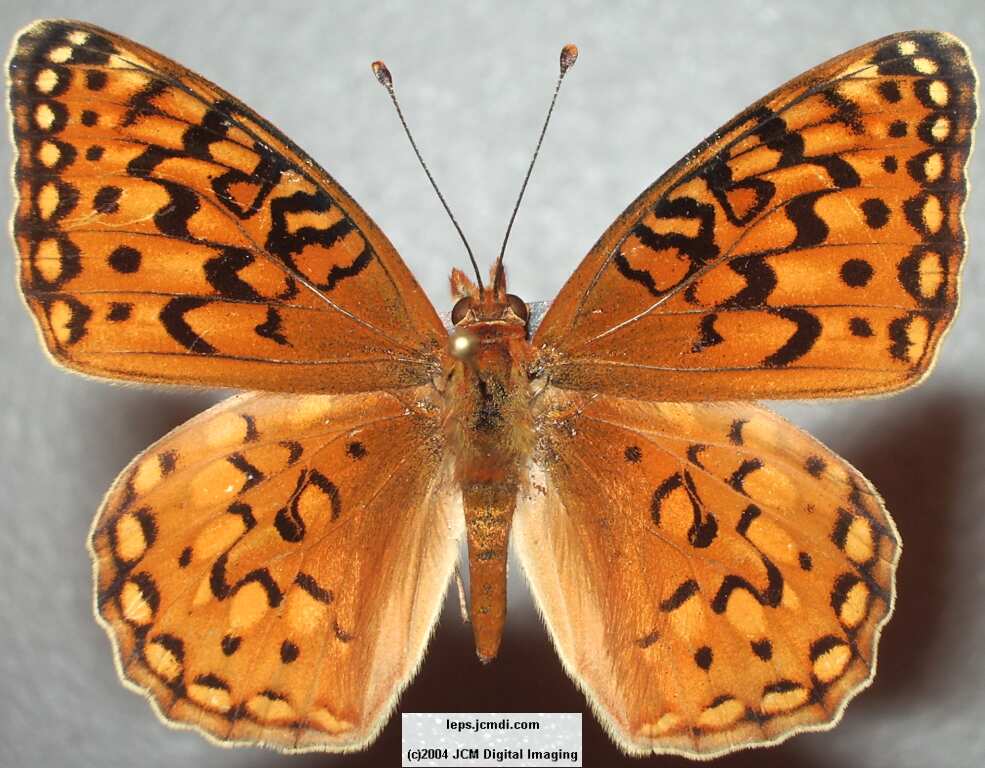 Speyeria coronis hennei (Henne's Fritillary) Life Cycle image JCMDI.COM 