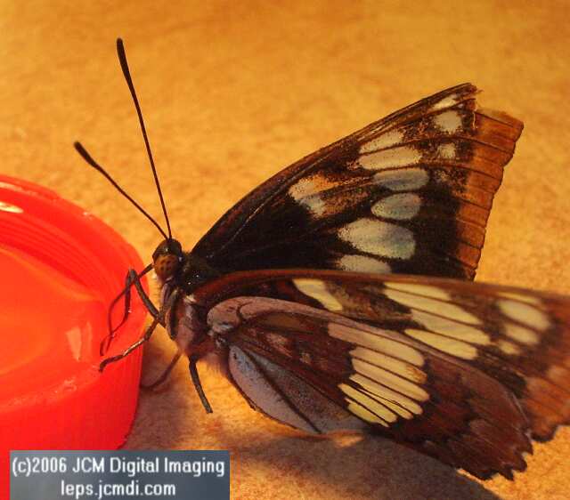 Limenitis lorquini (Lorquin's Admiral) Life Cycle JCMDI image