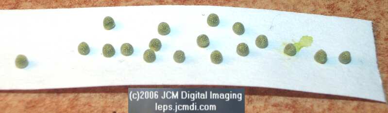 Limenitis lorquini (Lorquin's Admiral) Life Cycle JCMDI image