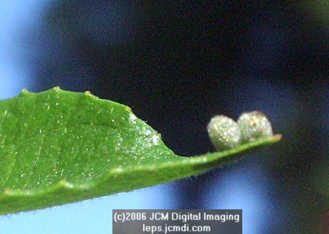 Limenitis lorquini (Lorquin's Admiral) Life Cycle JCMDI image