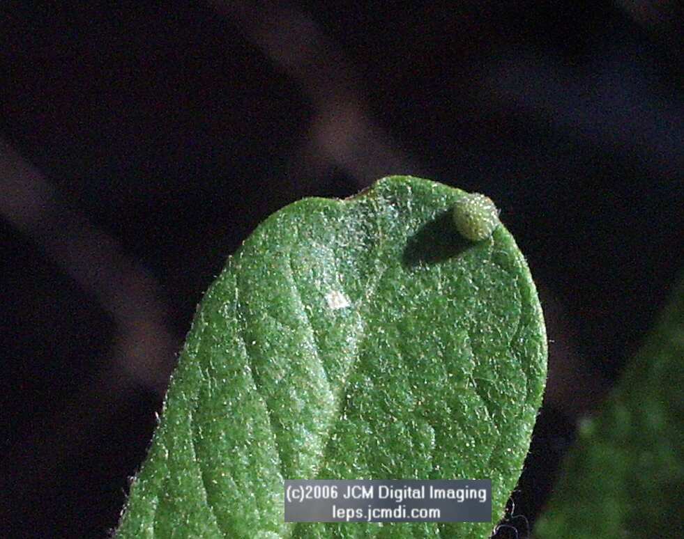Limenitis lorquini (Lorquin's Admiral) Life Cycle JCMDI image