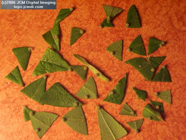 Limenitis lorquini (Lorquin's Admiral) Life Cycle JCMDI image