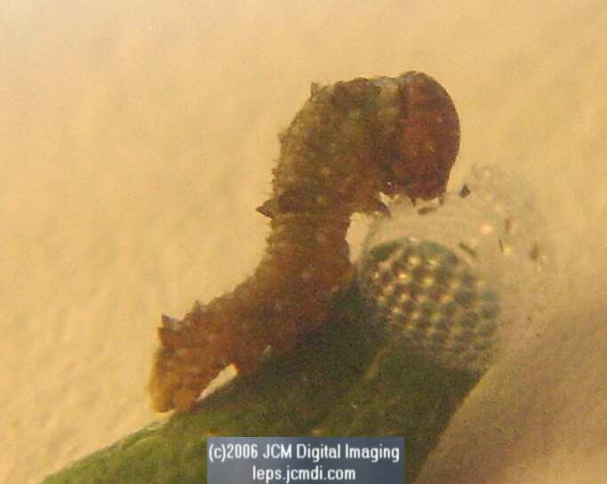 Limenitis lorquini (Lorquin's Admiral) Life Cycle JCMDI image