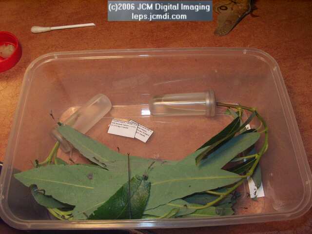 Limenitis lorquini (Lorquin's Admiral) Life Cycle JCMDI image