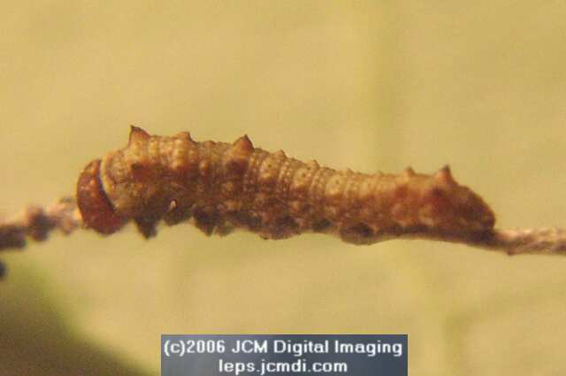 Limenitis lorquini (Lorquin's Admiral) Life Cycle JCMDI image