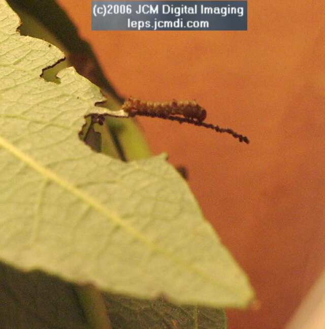 Limenitis lorquini (Lorquin's Admiral) Life Cycle JCMDI image