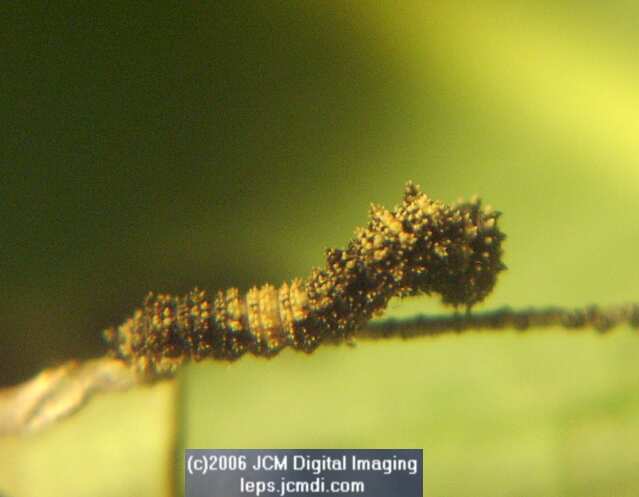 Limenitis lorquini (Lorquin's Admiral) Life Cycle JCMDI image
