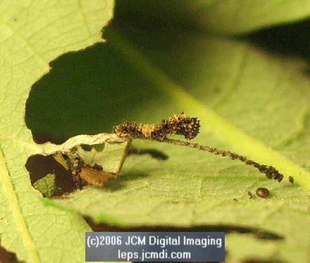Limenitis lorquini (Lorquin's Admiral) Life Cycle JCMDI image