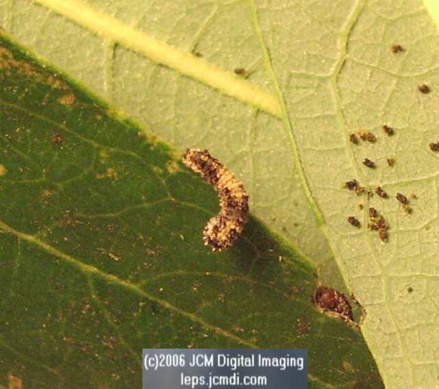 Limenitis lorquini (Lorquin's Admiral) Life Cycle JCMDI image