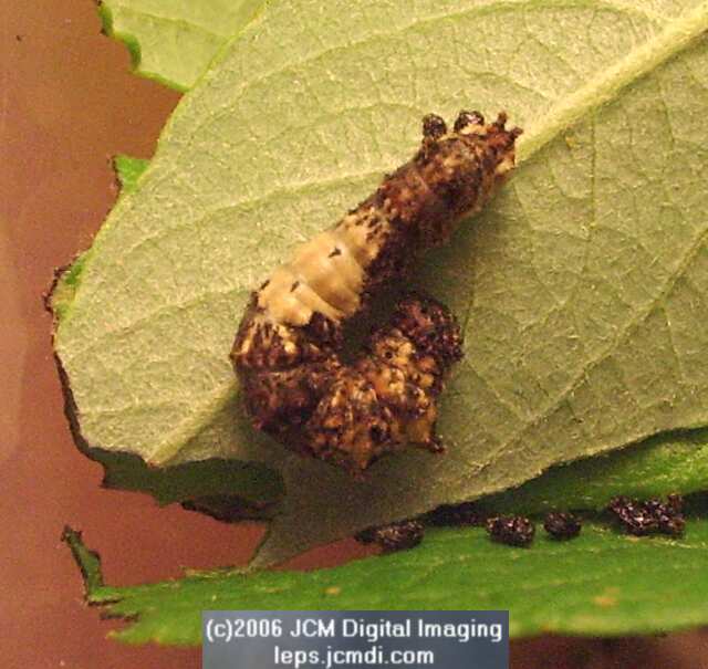 Limenitis lorquini (Lorquin's Admiral) Life Cycle JCMDI image