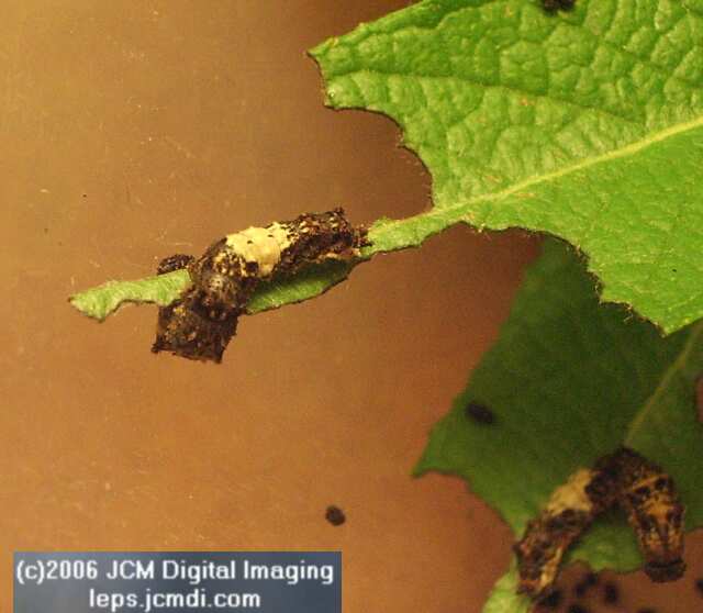 Limenitis lorquini (Lorquin's Admiral) Life Cycle JCMDI image