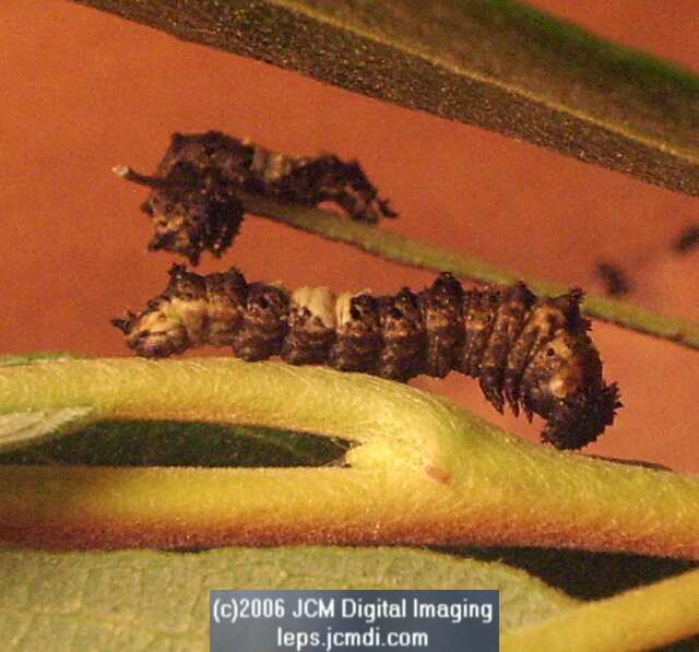 Limenitis lorquini (Lorquin's Admiral) Life Cycle JCMDI image