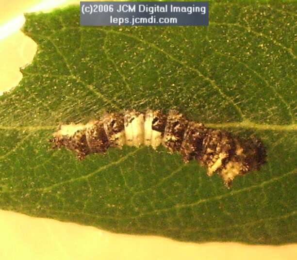Limenitis lorquini (Lorquin's Admiral) Life Cycle JCMDI image
