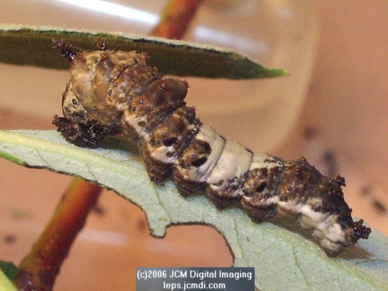 Limenitis lorquini (Lorquin's Admiral) Life Cycle JCMDI image