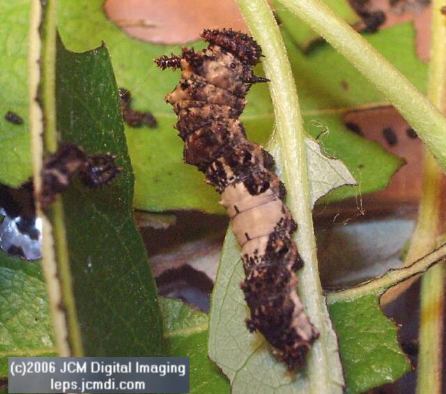 Limenitis lorquini (Lorquin's Admiral) Life Cycle JCMDI image
