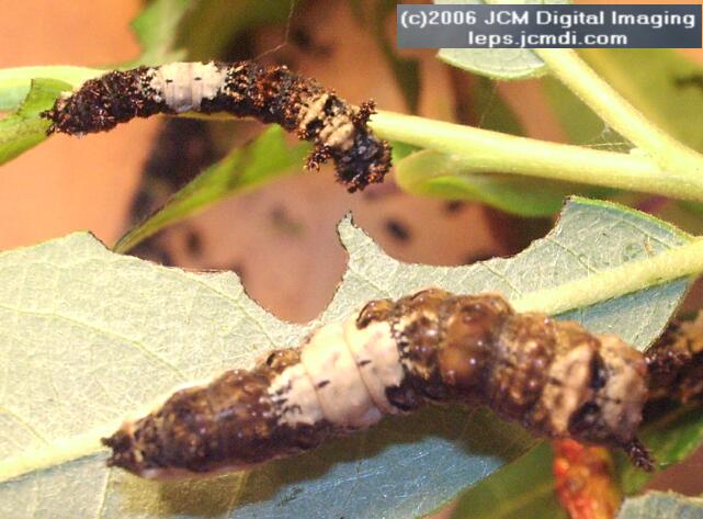 Limenitis lorquini (Lorquin's Admiral) Life Cycle JCMDI image