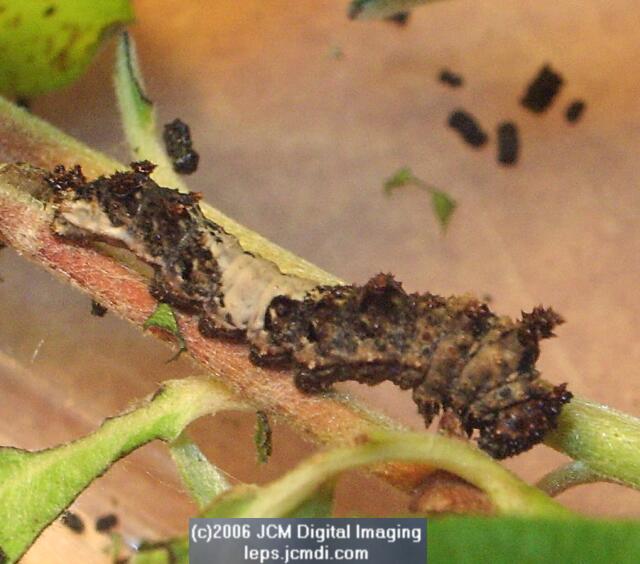 Limenitis lorquini (Lorquin's Admiral) Life Cycle JCMDI image