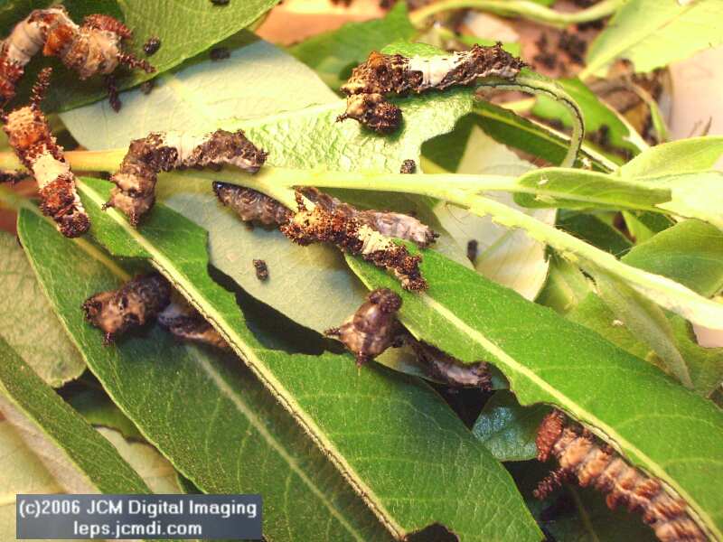 Limenitis lorquini (Lorquin's Admiral) Life Cycle JCMDI image