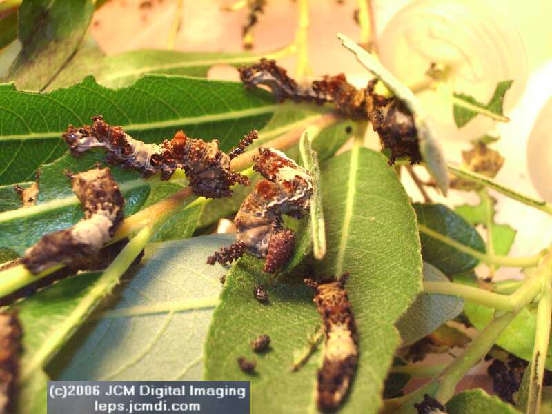 Limenitis lorquini (Lorquin's Admiral) Life Cycle JCMDI image