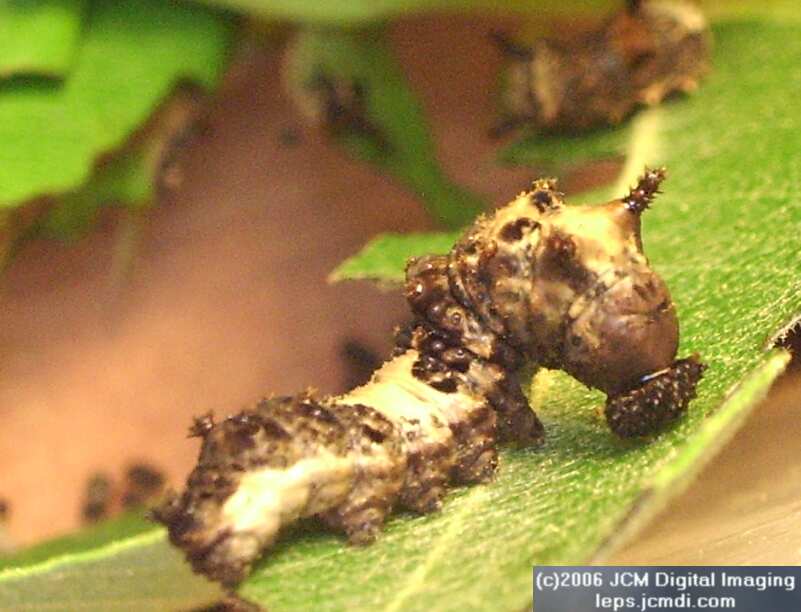Limenitis lorquini (Lorquin's Admiral) Life Cycle JCMDI image