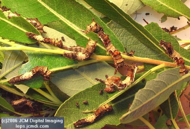 Limenitis lorquini (Lorquin's Admiral) Life Cycle JCMDI image