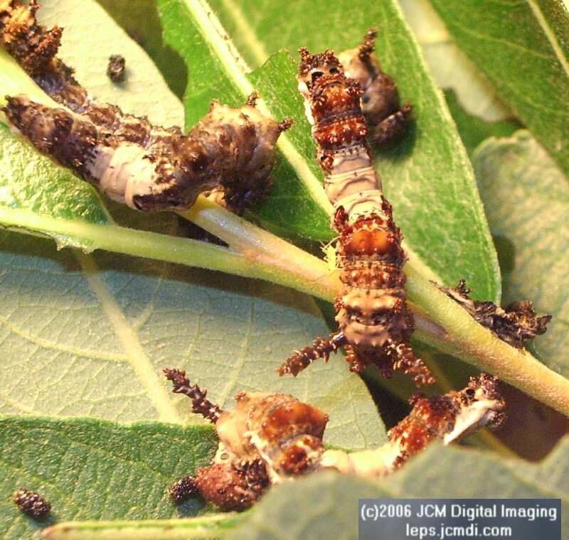 Limenitis lorquini (Lorquin's Admiral) Life Cycle JCMDI image
