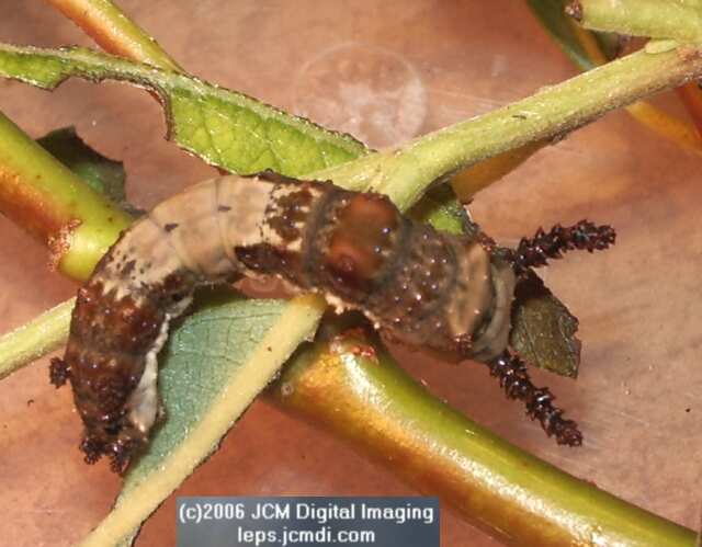 Limenitis lorquini (Lorquin's Admiral) Life Cycle JCMDI image