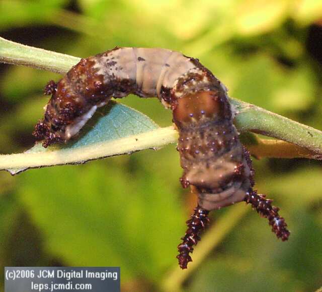 Limenitis lorquini (Lorquin's Admiral) Life Cycle JCMDI image