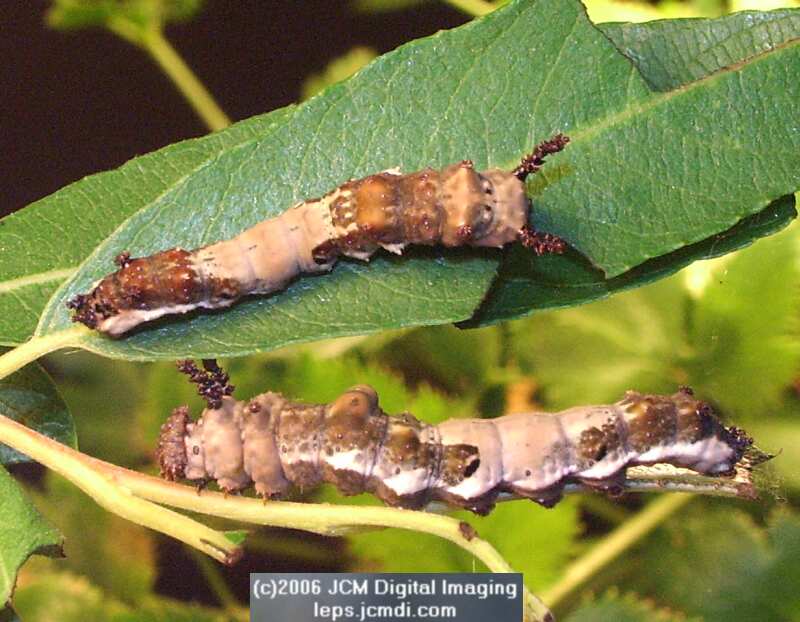 Limenitis lorquini (Lorquin's Admiral) Life Cycle JCMDI image
