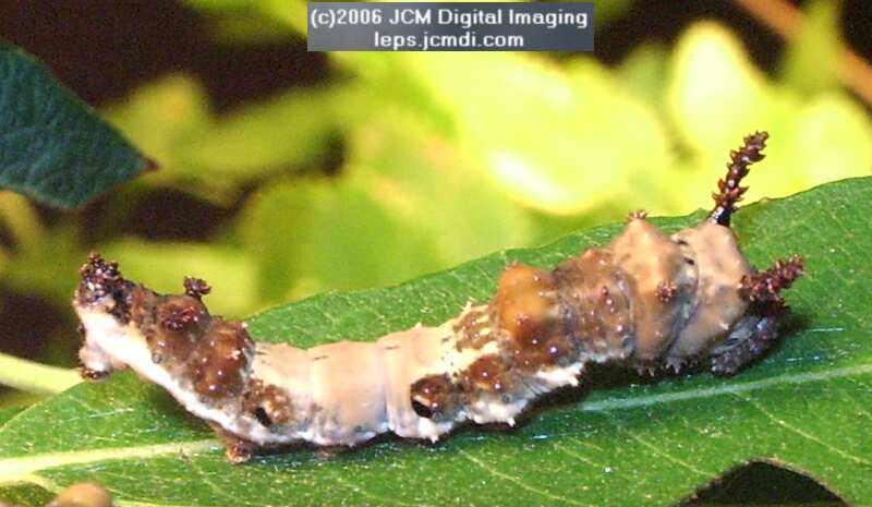 Limenitis lorquini (Lorquin's Admiral) Life Cycle JCMDI image