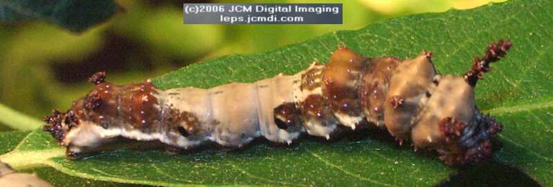 Limenitis lorquini (Lorquin's Admiral) Life Cycle JCMDI image