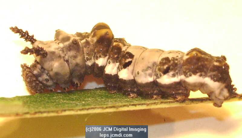 Limenitis lorquini (Lorquin's Admiral) Life Cycle JCMDI image