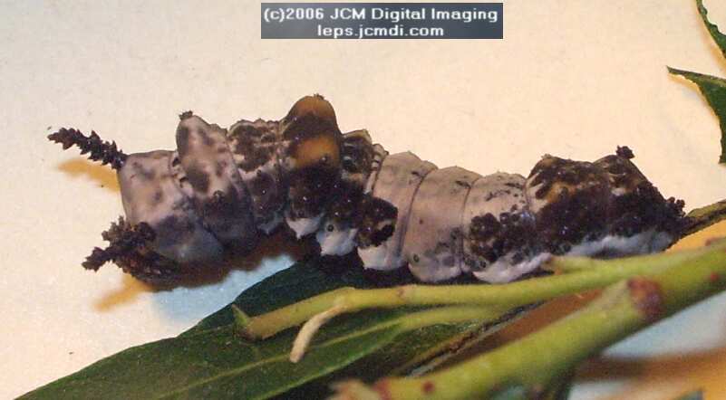 Limenitis lorquini (Lorquin's Admiral) Life Cycle JCMDI image