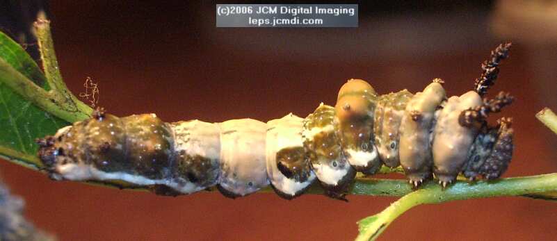 Limenitis lorquini (Lorquin's Admiral) Life Cycle JCMDI image