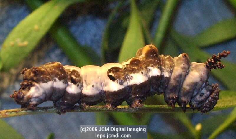 Limenitis lorquini (Lorquin's Admiral) Life Cycle JCMDI image