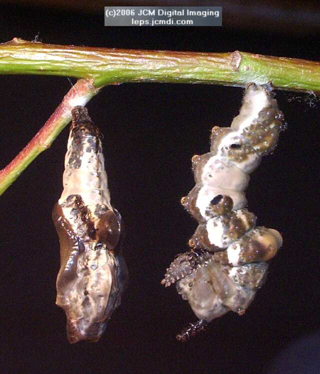 Limenitis lorquini (Lorquin's Admiral) Life Cycle JCMDI image