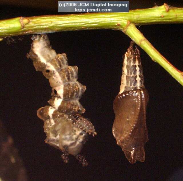 Limenitis lorquini (Lorquin's Admiral) Life Cycle JCMDI image