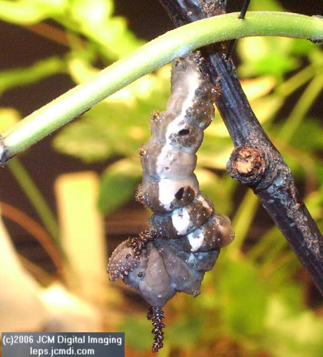 Limenitis lorquini (Lorquin's Admiral) Life Cycle JCMDI image
