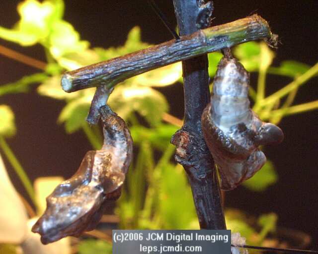 Limenitis lorquini (Lorquin's Admiral) Life Cycle JCMDI image