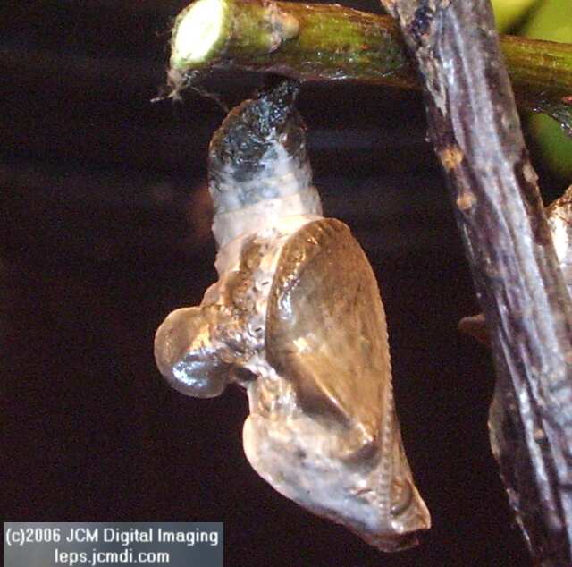 Limenitis lorquini (Lorquin's Admiral) Life Cycle JCMDI image