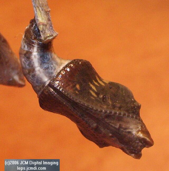 Limenitis lorquini (Lorquin's Admiral) Life Cycle JCMDI image