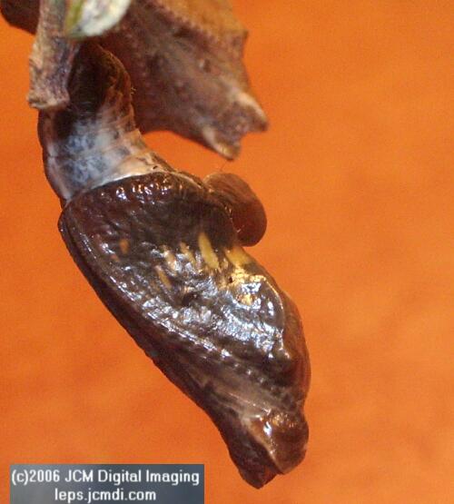 Limenitis lorquini (Lorquin's Admiral) Life Cycle JCMDI image