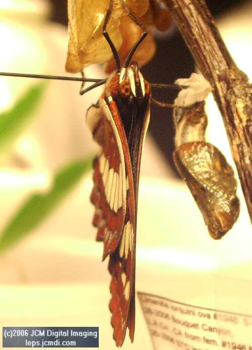 Limenitis lorquini (Lorquin's Admiral) Life Cycle JCMDI image