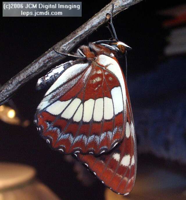 Limenitis lorquini (Lorquin's Admiral) Life Cycle JCMDI image