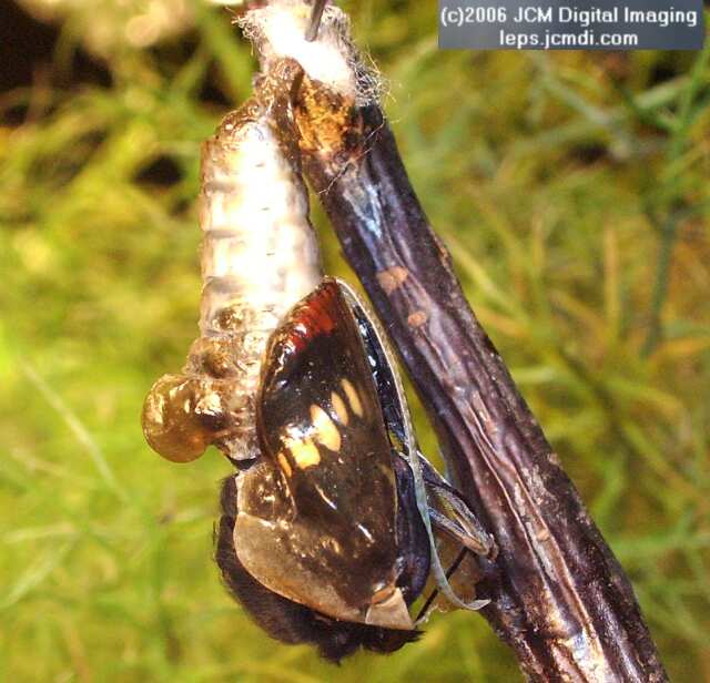 Limenitis lorquini (Lorquin's Admiral) Life Cycle JCMDI image