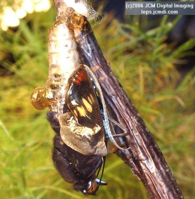 Limenitis lorquini (Lorquin's Admiral) Life Cycle JCMDI image