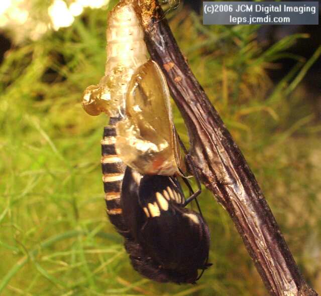 Limenitis lorquini (Lorquin's Admiral) Life Cycle JCMDI image