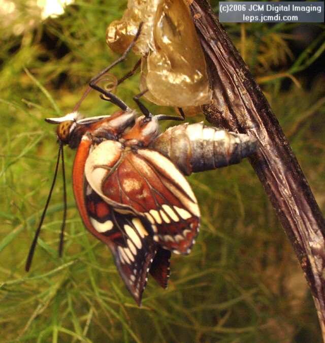 Limenitis lorquini (Lorquin's Admiral) Life Cycle JCMDI image