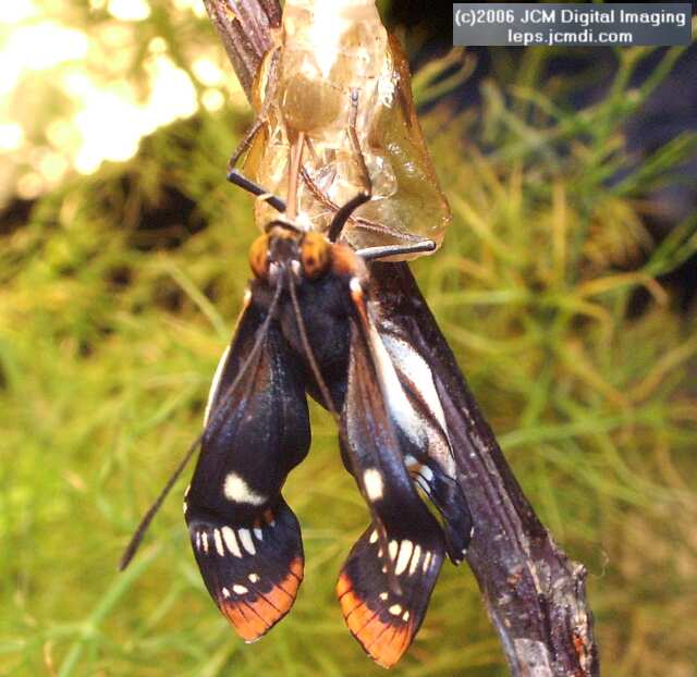 Limenitis lorquini (Lorquin's Admiral) Life Cycle JCMDI image