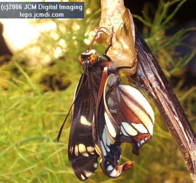 Limenitis lorquini (Lorquin's Admiral) Life Cycle JCMDI image